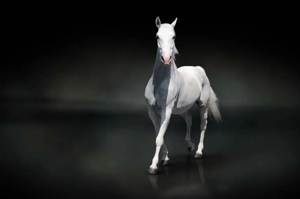 Unknown: Cheval blanc