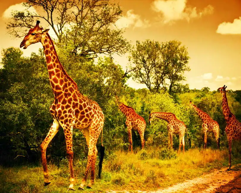 Unknown: Giraffe
