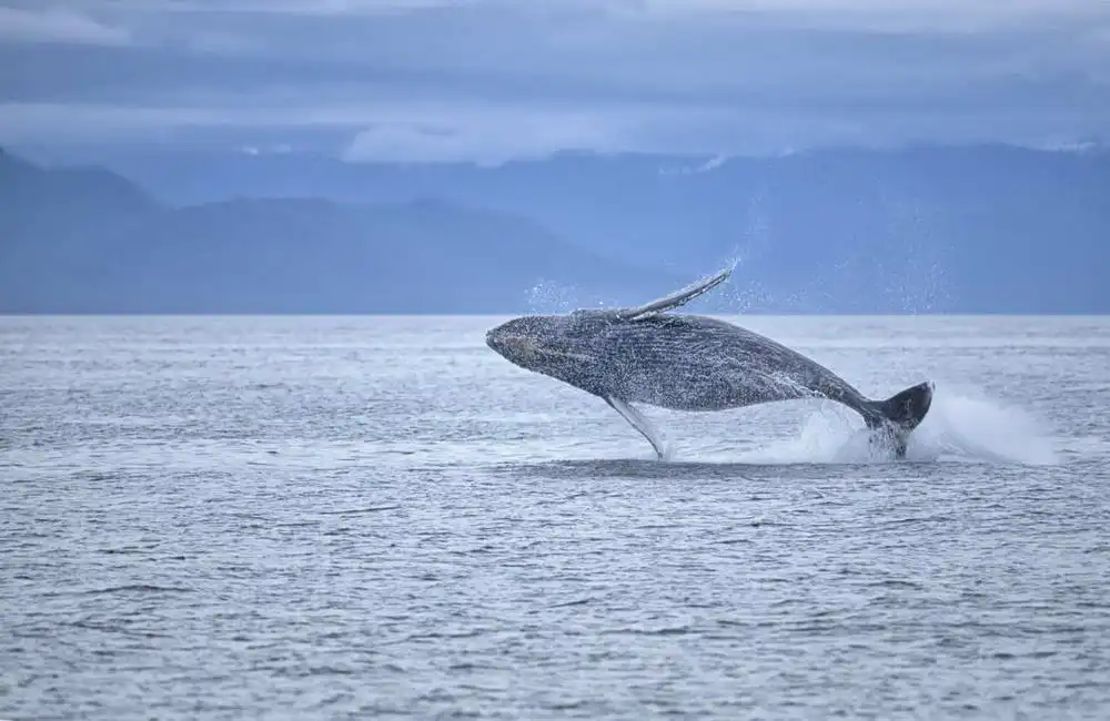 Unknown: Ballena jorobada en Alaska