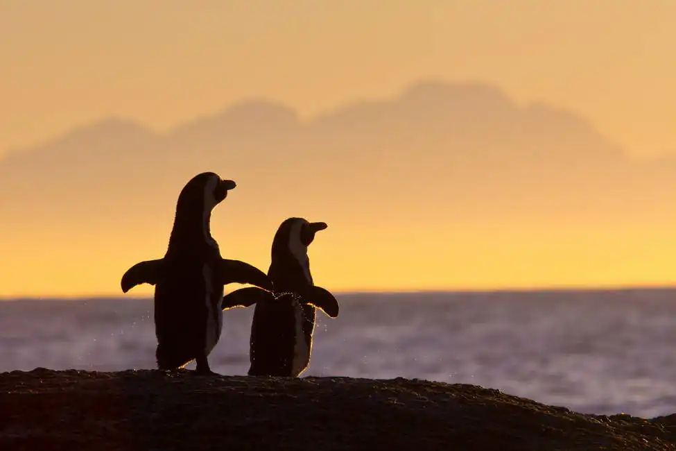 Unknown: Couple de manchots du Cap au coucher du soleil près du Cap, Afrique du Sud