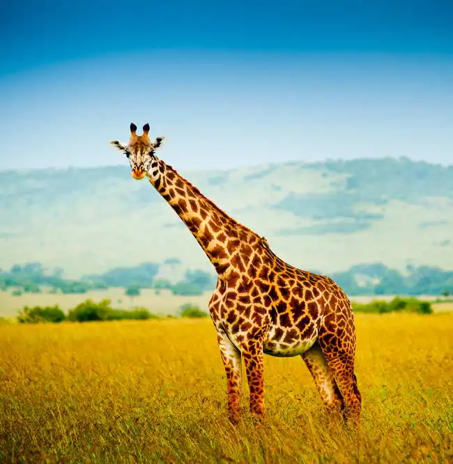 Unknown: Jirafa en Kenia