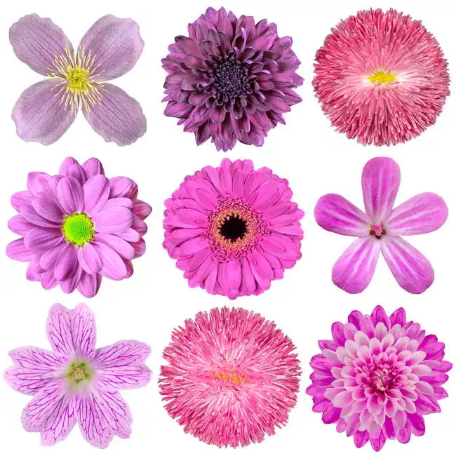 Unknown: Collection of pink, purple, red flowers