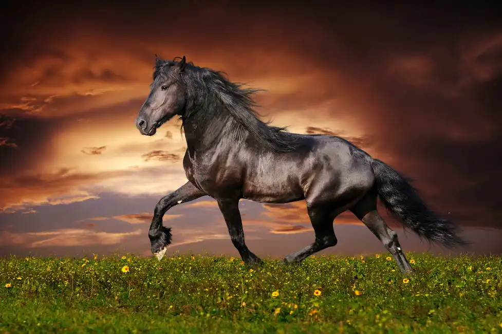 Unknown: Black Friesian horse trotting