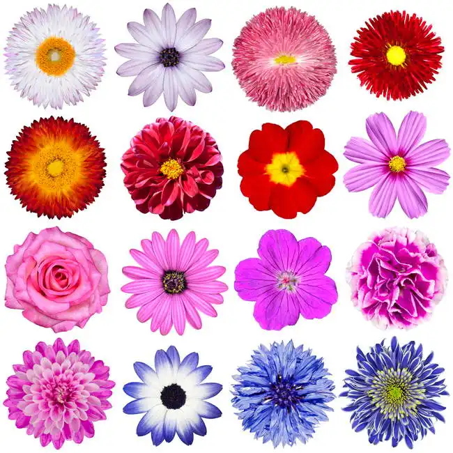 Unknown: Rouge, rose, violet, blanc