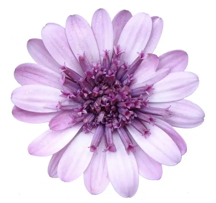 Unknown: Fleur violette