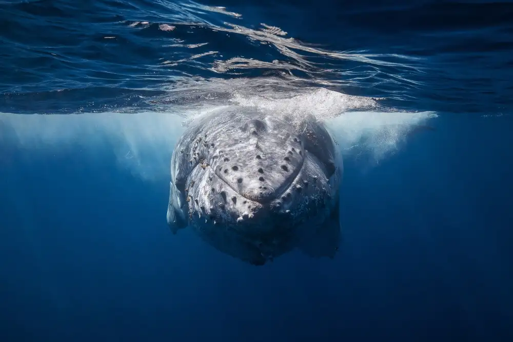 Gabriel, Barathieu: Face to face with Humpback whale