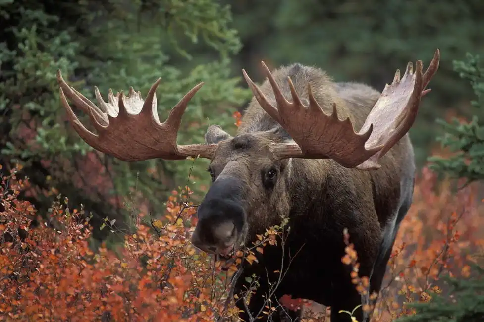 Unknown: Los, Parco Nazionale di Denali, Alaska