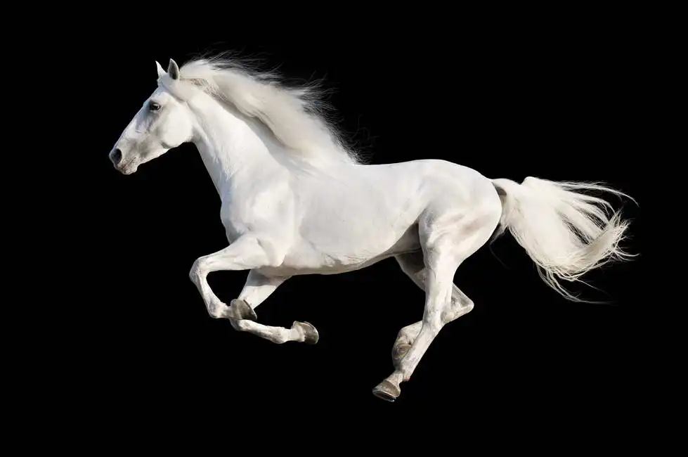 Unknown: White Andalusian horse