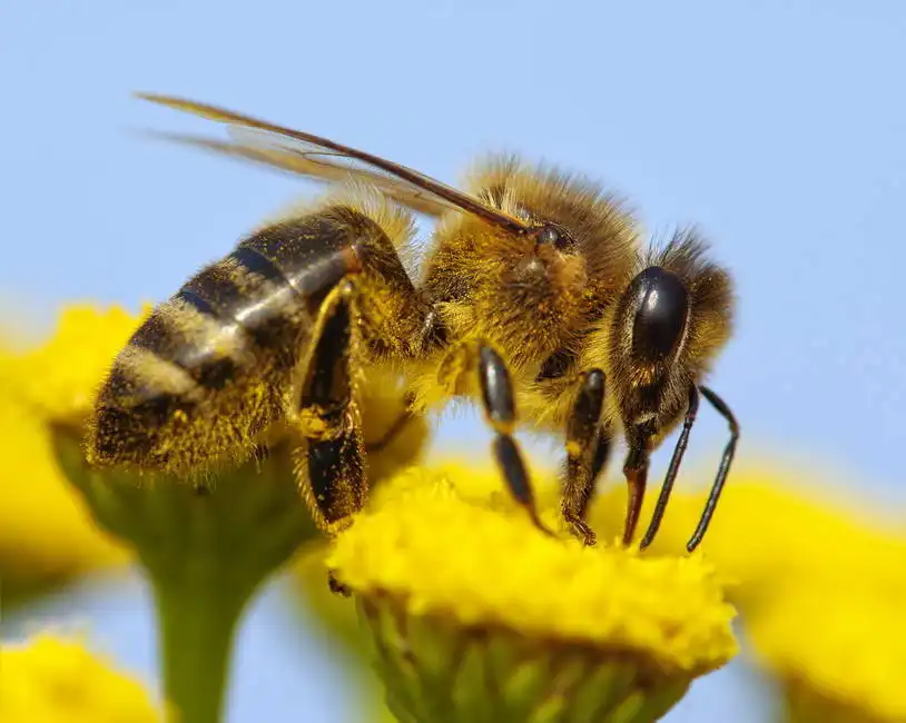 Unknown: Honeybee