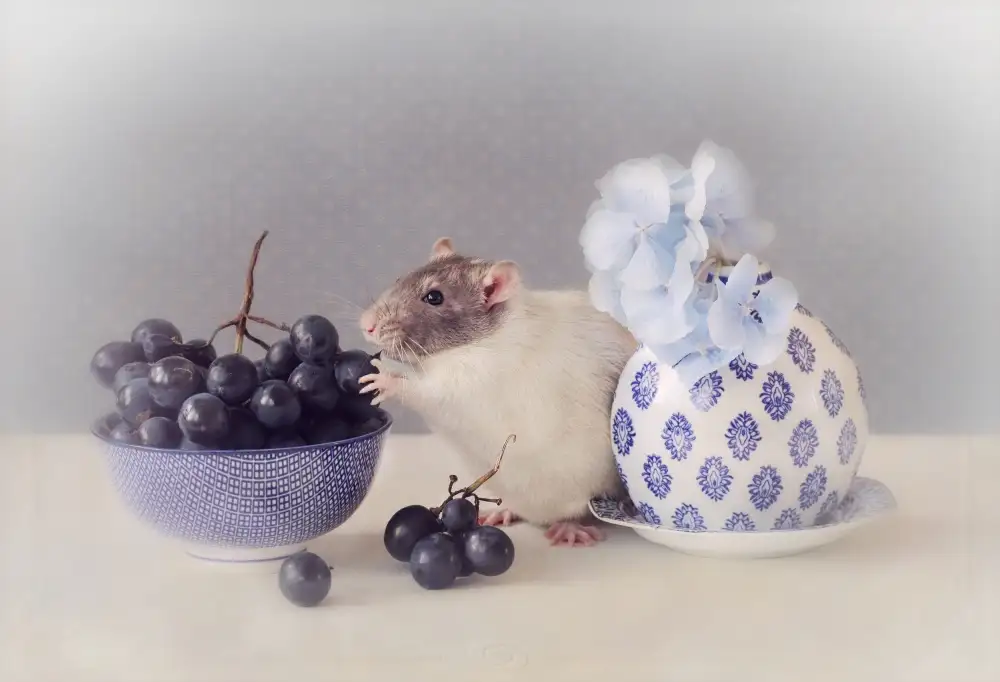 Deelen, van Ellen: Grapes