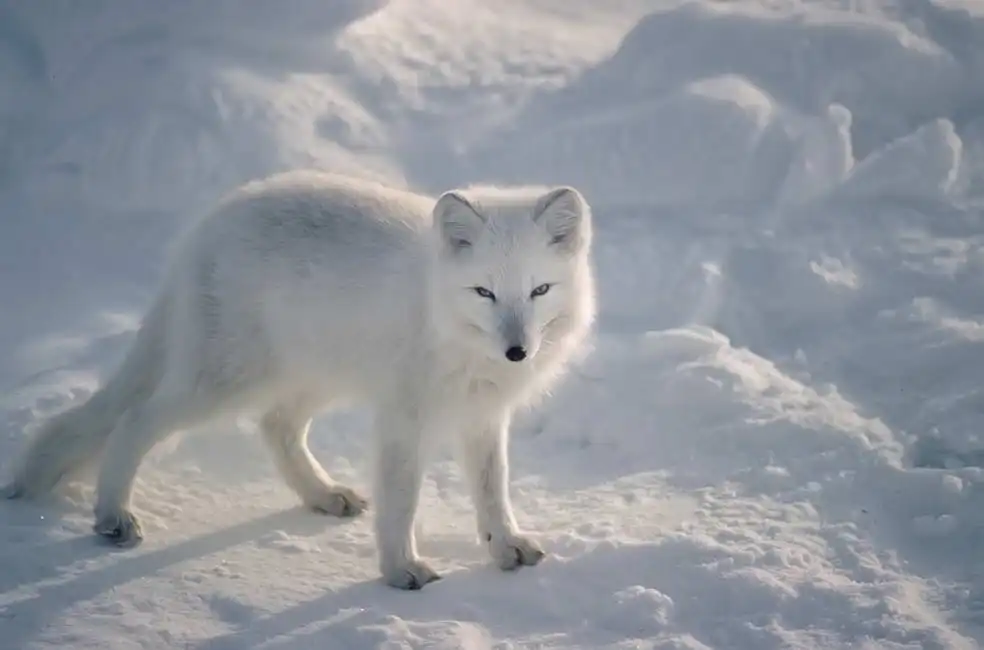 Unknown: Arctic fox in the Canadian Arctic