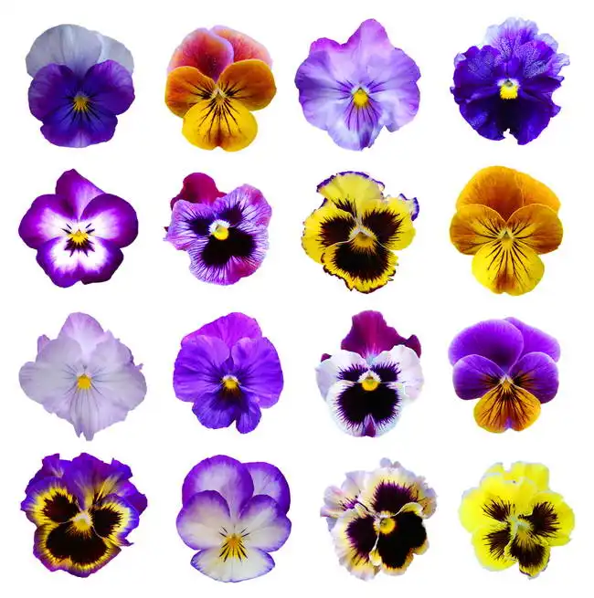 Unknown: Pansies on a white background
