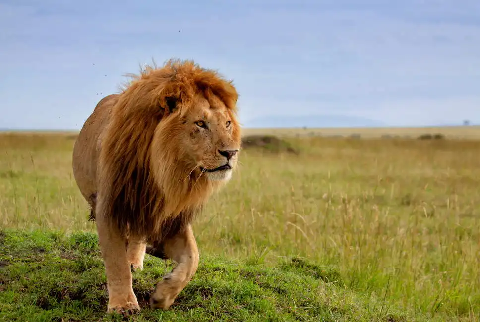 Unknown: Beautiful lion in Masai Mara