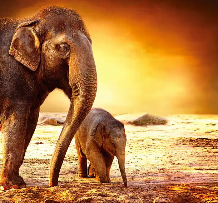 Unknown: Elephants - elephant with baby