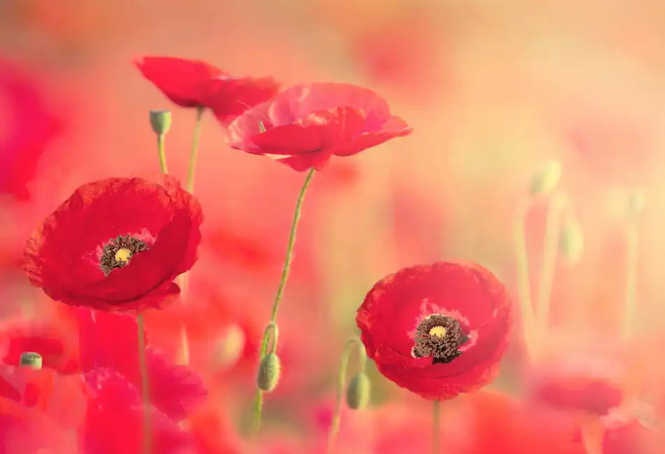 Unknown: Papaveri