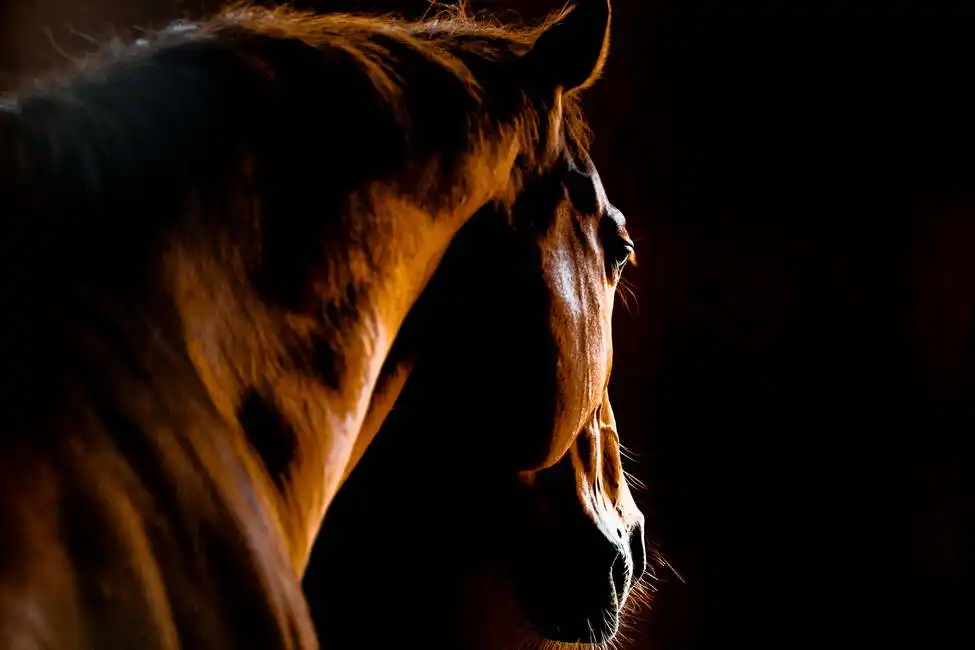 Unknown: Horse neck