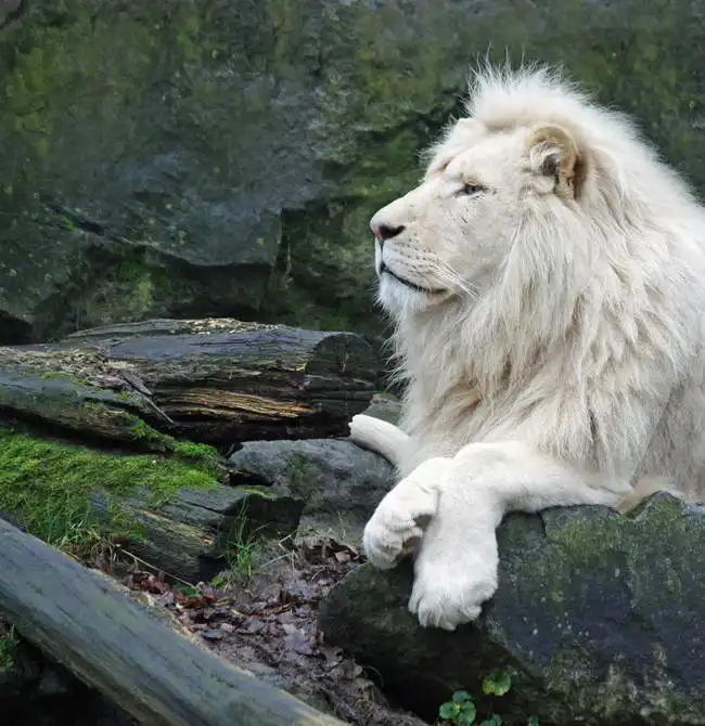 Unknown: White lion