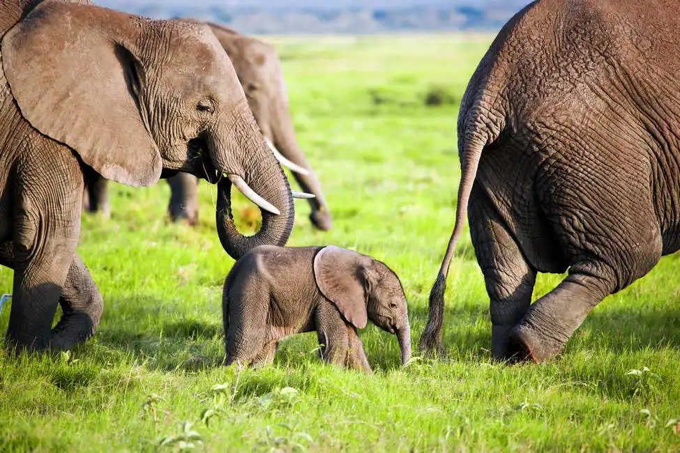 Unknown: Elephants family in the African savannah