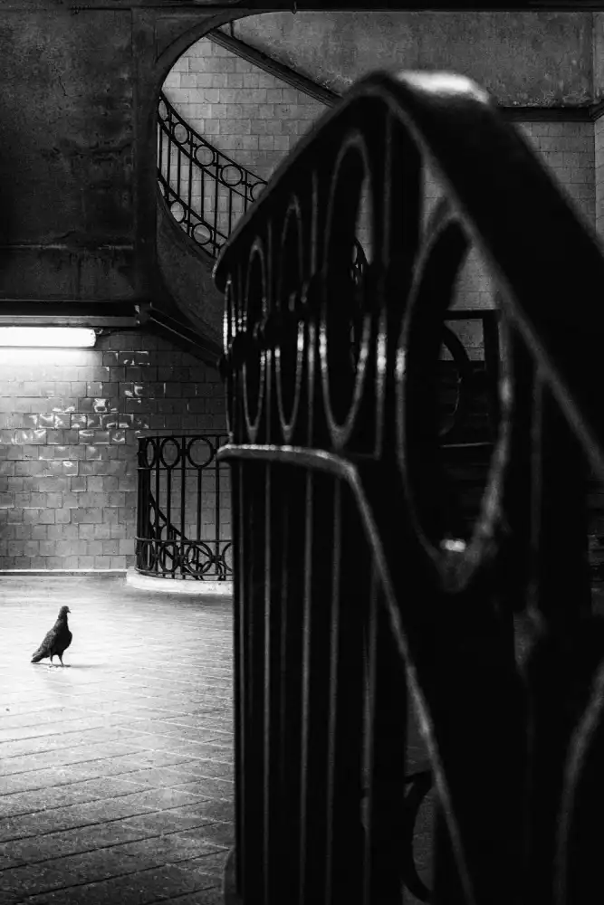 Mexia, Laura: Big Bird in a Small Cage