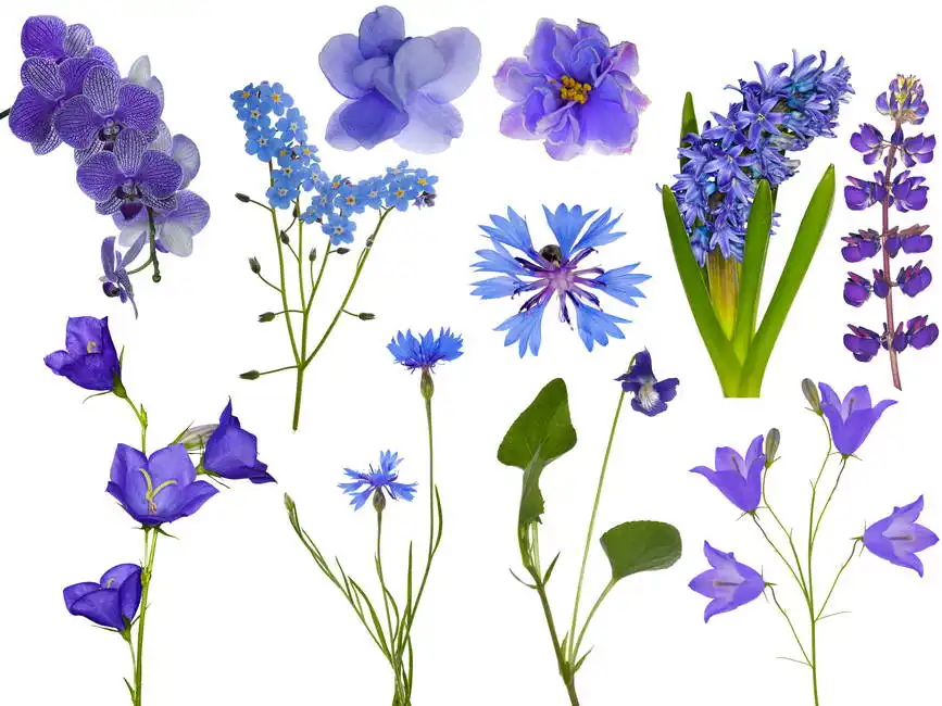 Unknown: Set of blue flowers on a white background