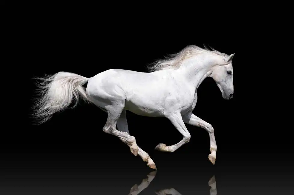 Unknown: White horse at the gallop