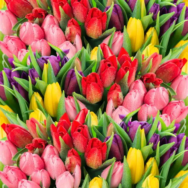 Unknown: Bouquets of tulips