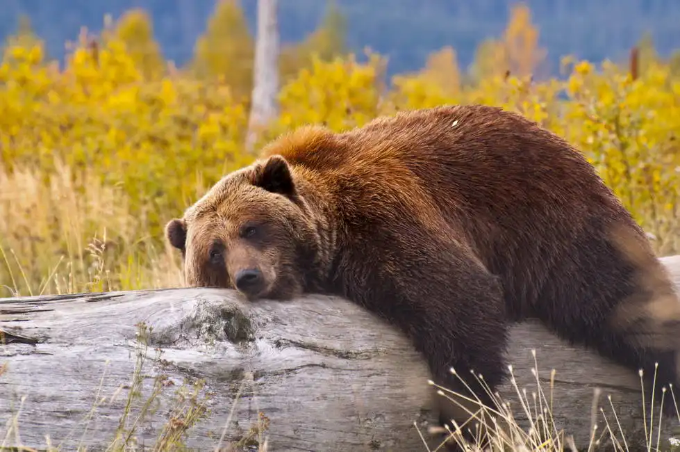 Unknown: Bear in Alaska