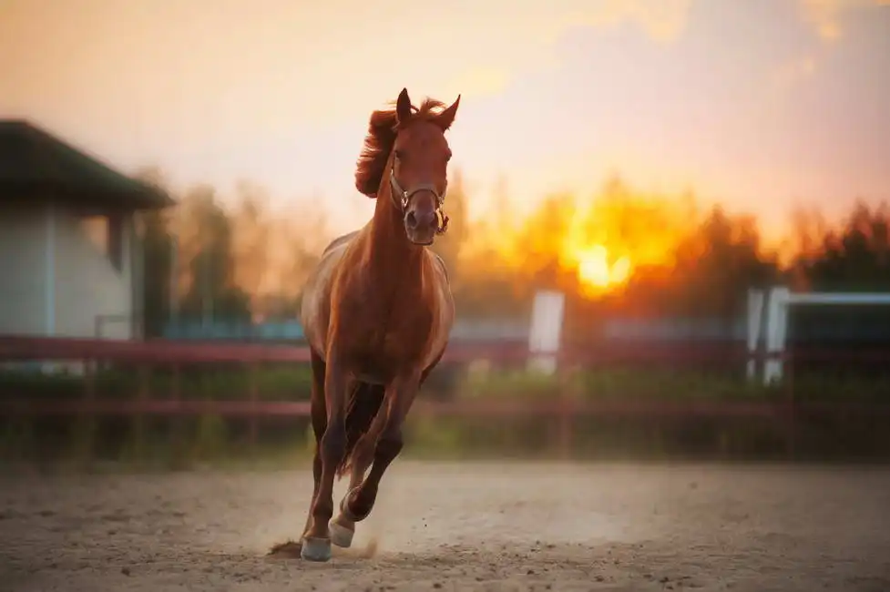 Unknown: Cheval dans le paddock au coucher du soleil