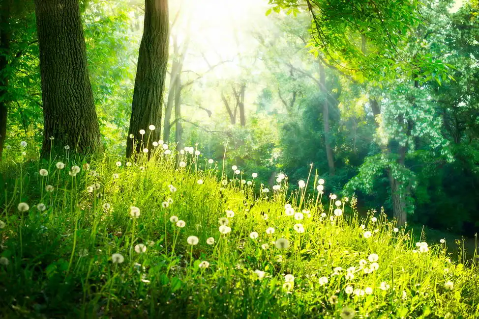 Unknown: Spring nature