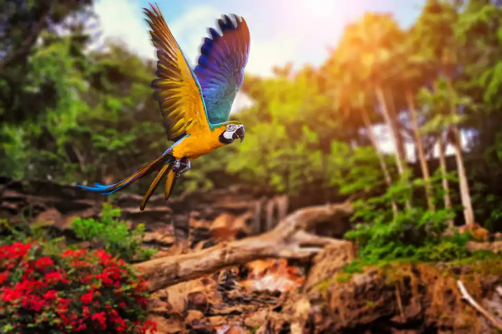 Unknown: Ara parrot