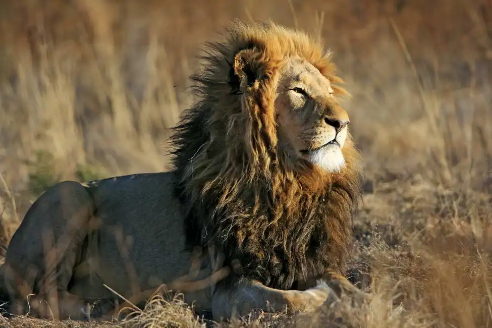 Unknown: King of animals