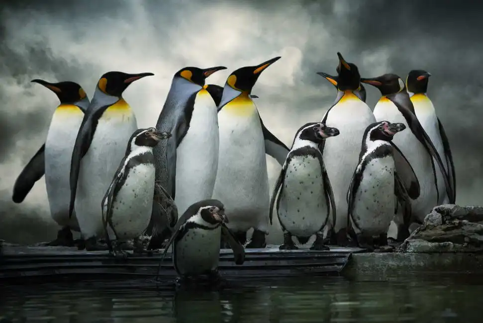 Unknown: Pingouins