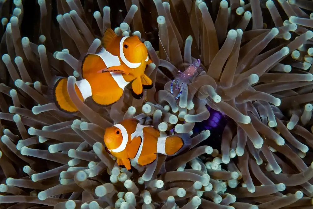 Tov, Ben Ilan: Fun at the Anemone