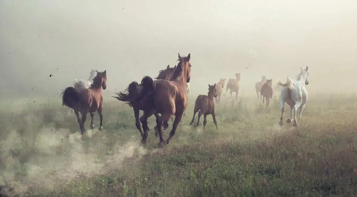 Unknown: Horses in the Dust