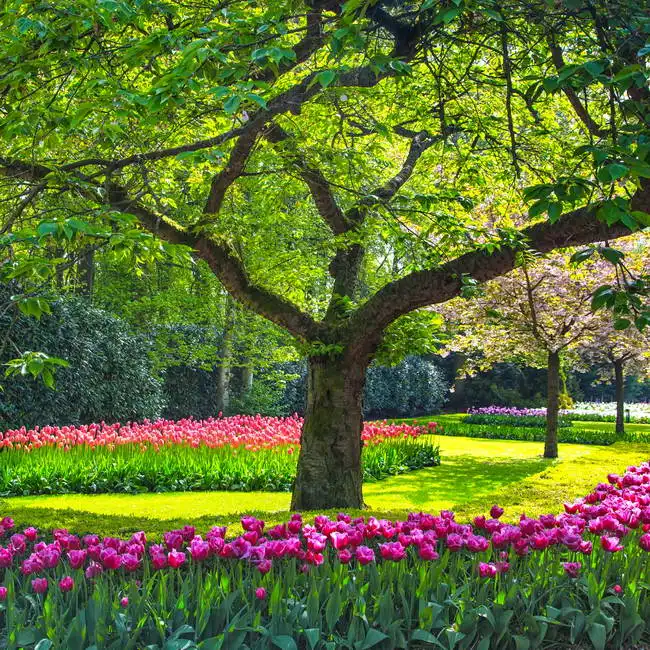 Unknown: Tree and tulips
