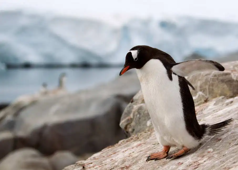 Unknown: Pinguino Gentoo