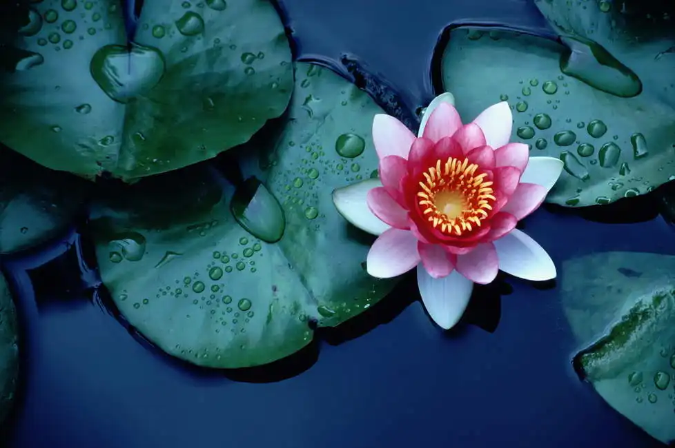 Unknown: Lotus flower