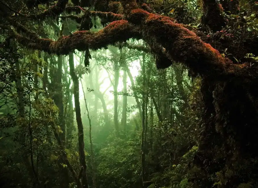 Unknown: Tropical rainforest