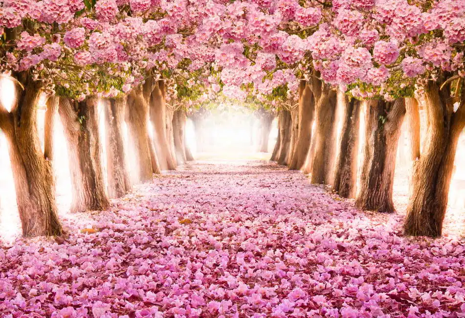 Unknown: Romantic alley