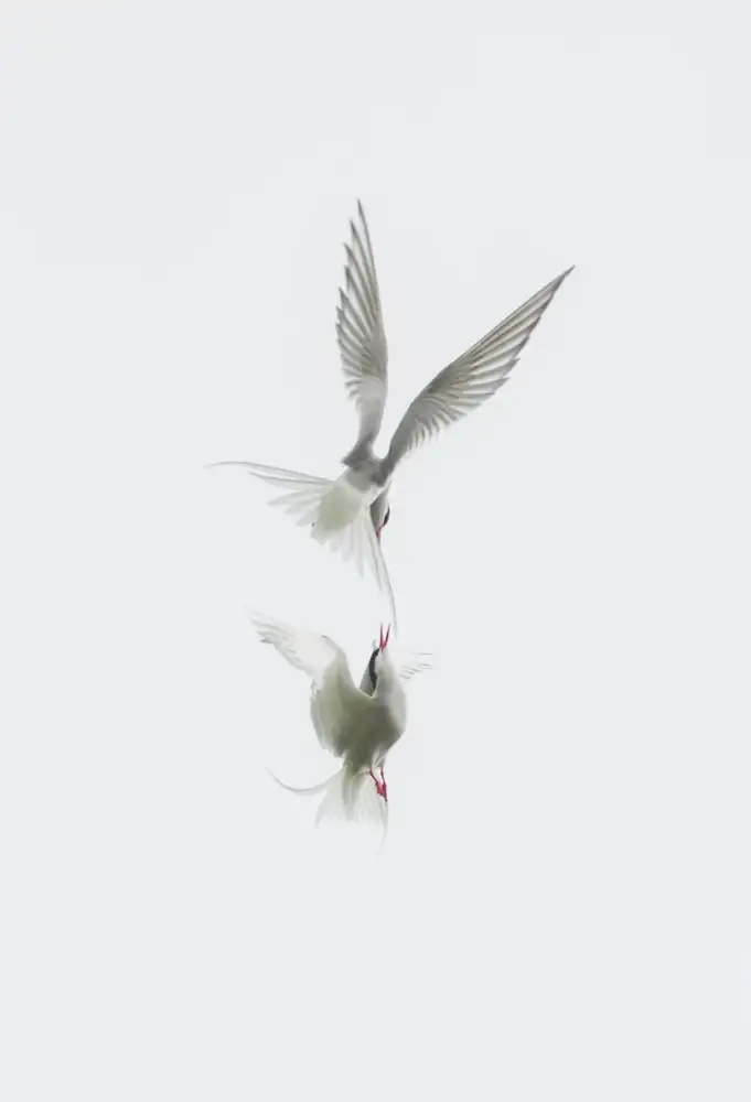 Kravanja, Jure: Tern