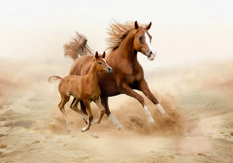 Unknown: Caballos de pura raza árabe