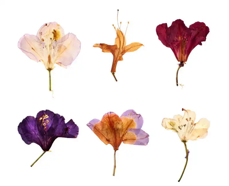 Unknown: Rododendro