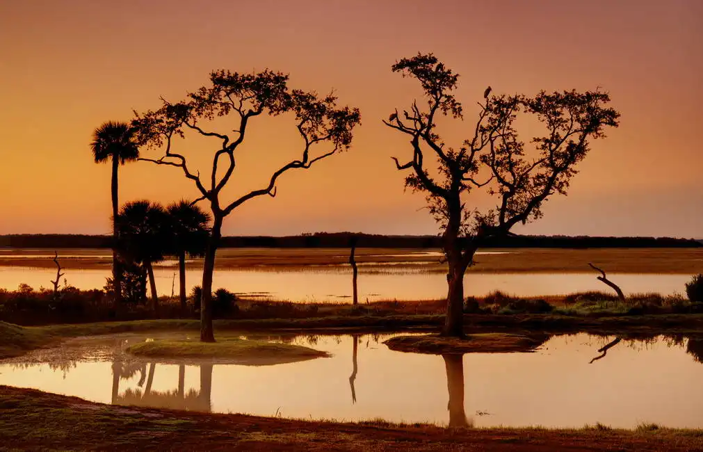 Unknown: Tidal marsh in Port Royal Sound, South Carolina