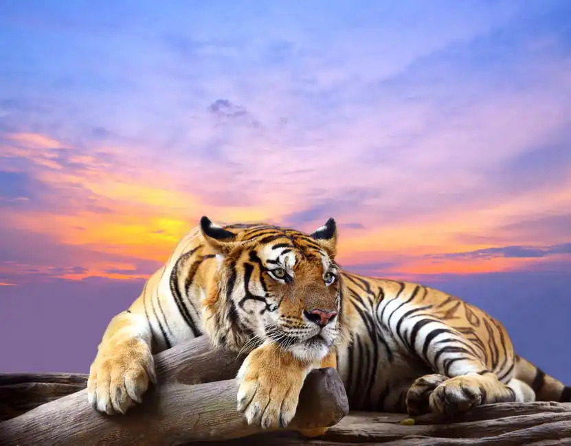 Unknown: La tigre sulla roccia