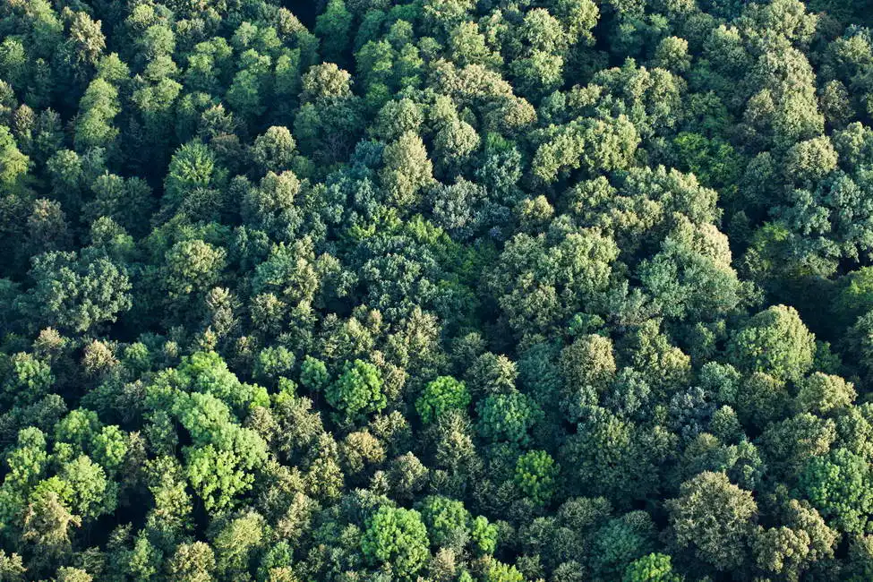 Unknown: Aerial view of forest