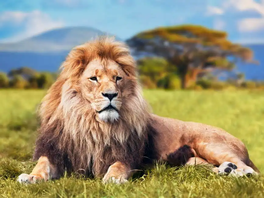 Unknown: Big lion on the savannah