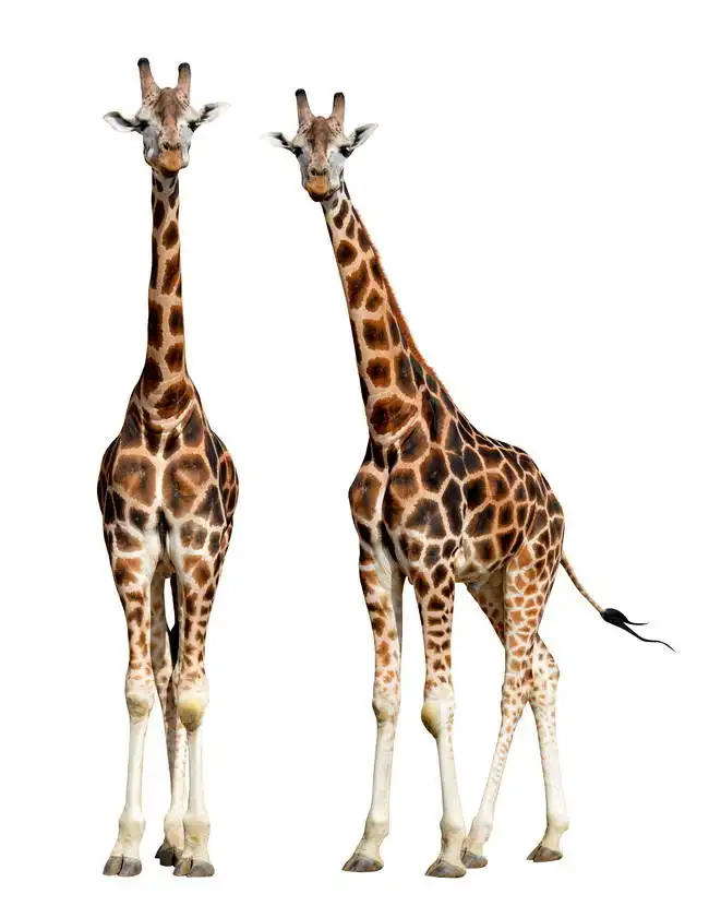 Unknown: Giraffen