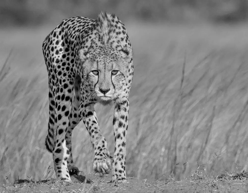 Marx, Jaco: Predatore concentrato