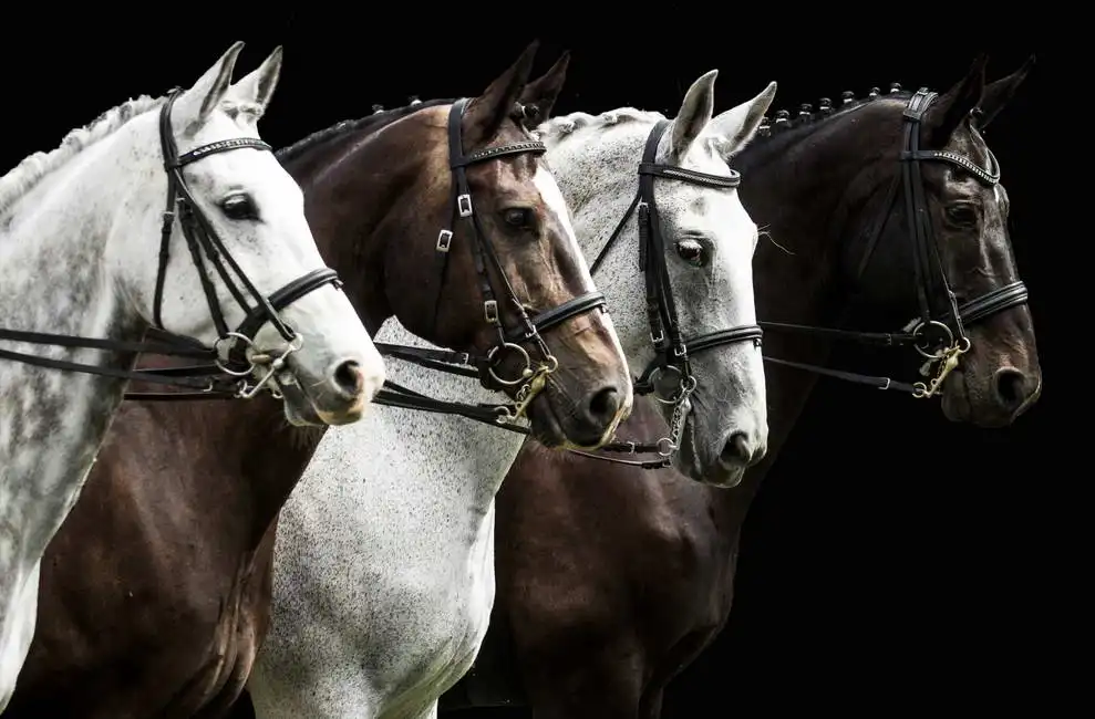 Unknown: Portrait of four horses
