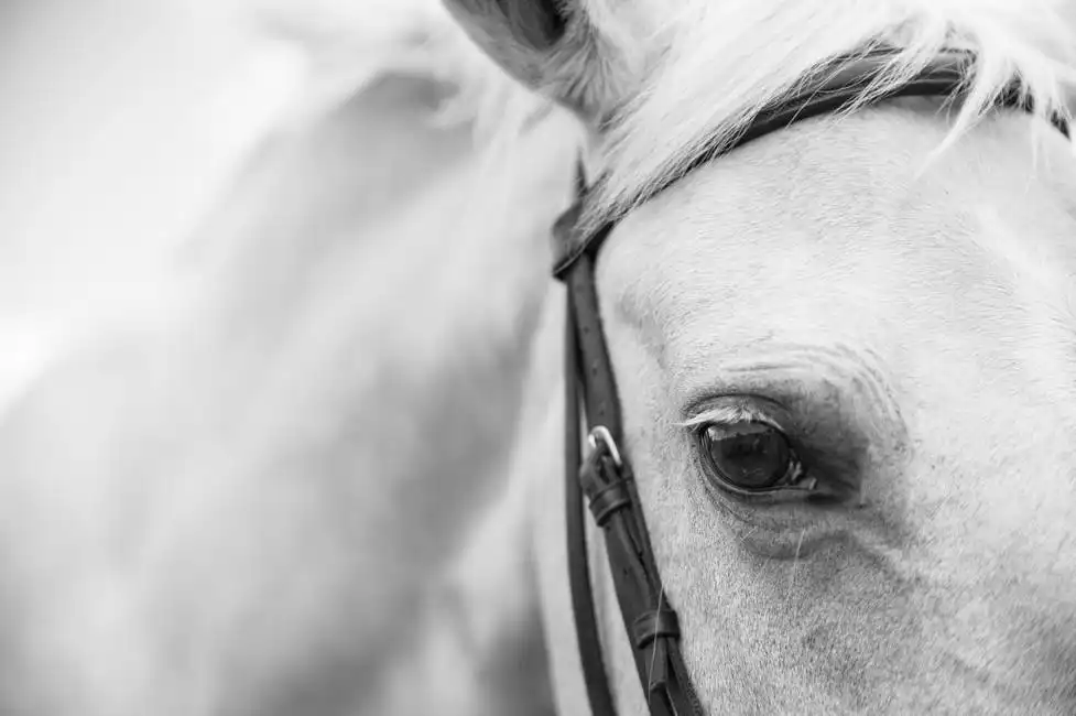 Unknown: Testa di cavallo